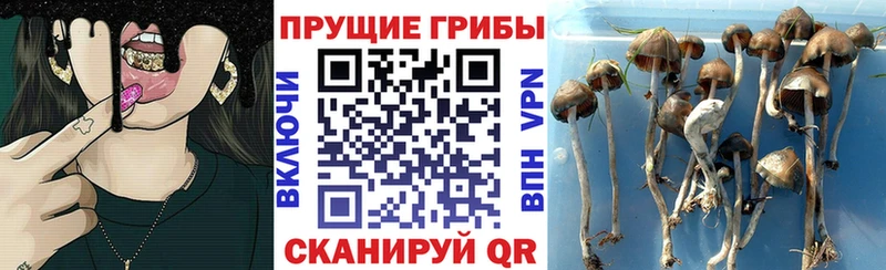 где продают Барнаул Псилоцибиновые грибы Psilocybe